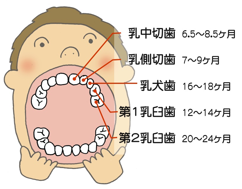 歯の生える時期