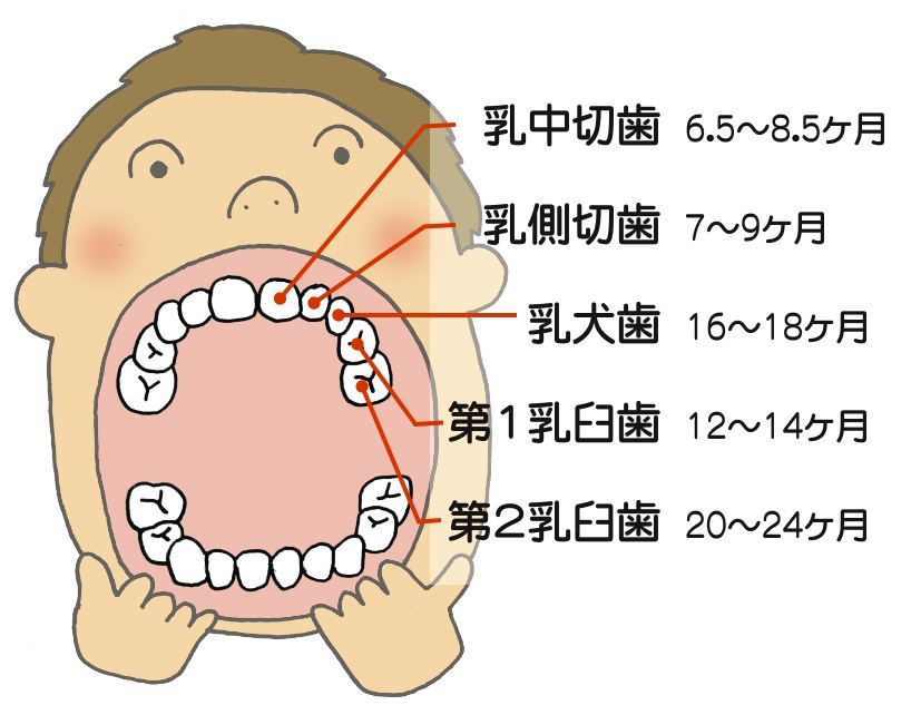 歯 が 生える の が 早い 原因