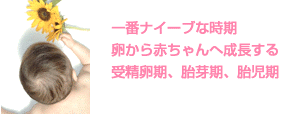 卵子から赤ちゃんへ