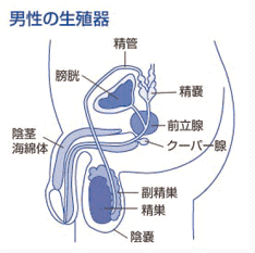 男性性器-これから妊娠-babycom