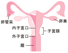 子宮の構造-babycom